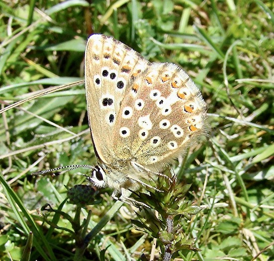 chalk-hill blue